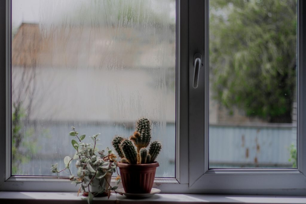 A potted cactus on a steamy windowsill with a blurred outdoor background, creating a serene indoor scene.