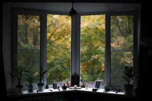 Interior details of spacious house decorated with assorted potted plants and framed photos placed near window overlooking lush autumn forest